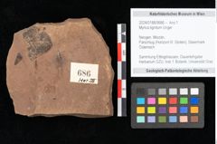 Foto (Objekt + Etikett) von Myrica lignitum Unger (NHMW-GEO-2024-0188-0686)